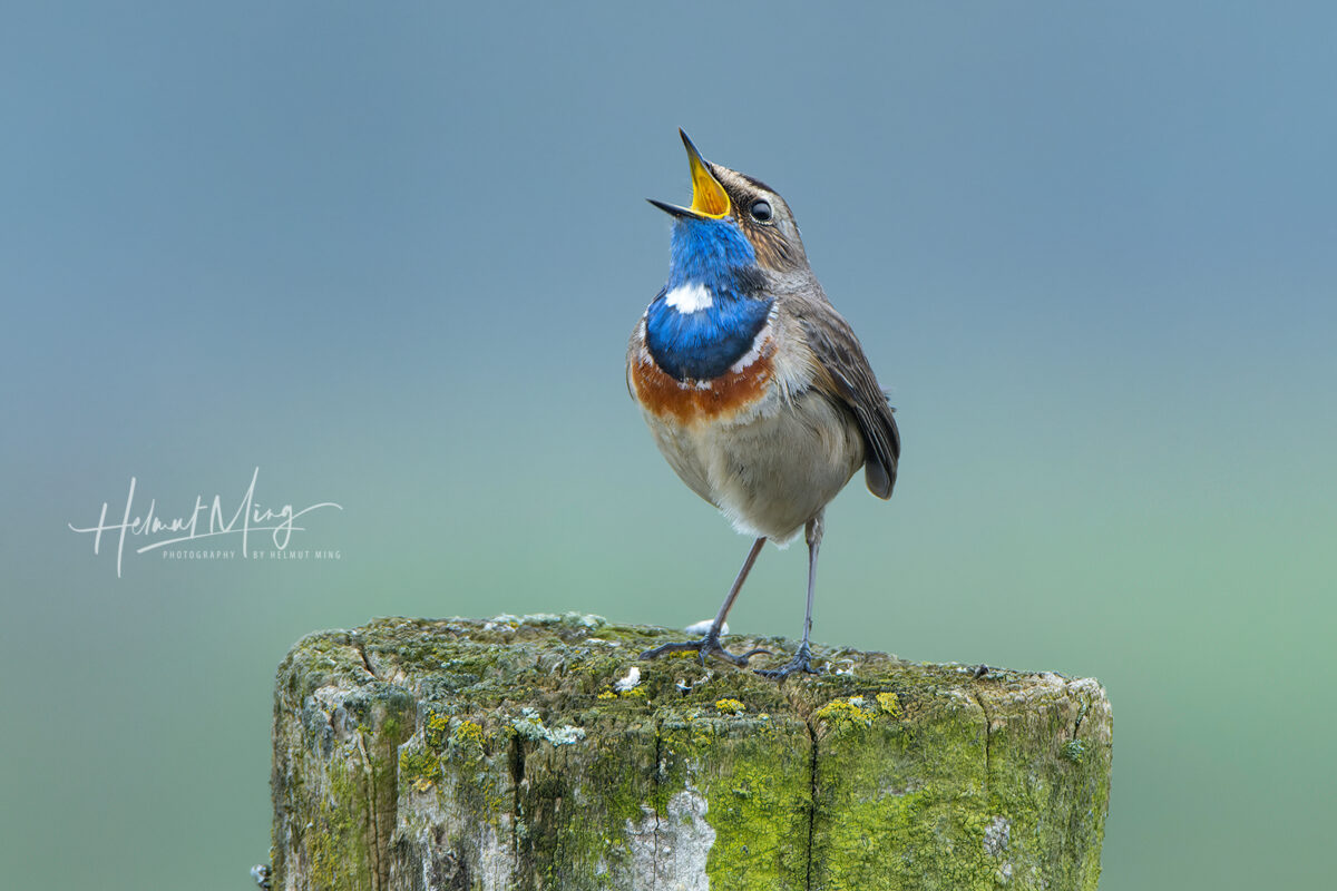 singendes Blaukelchen
